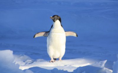 Si hay hielo, caminar «como un pingüino»